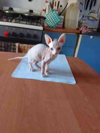 Кошки Макеевка