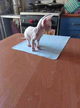 Кошки Макеевка