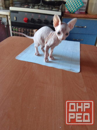 Кошки Макеевка - изображение 1