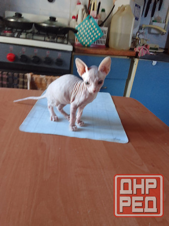 Кошки Макеевка - изображение 2