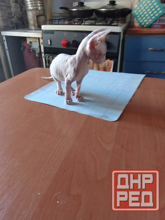 Кошки Макеевка - изображение 3