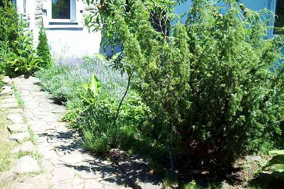 Продам Можевельник, Пихта, Лаванда, Туя, Кампсис или Текома Донецк