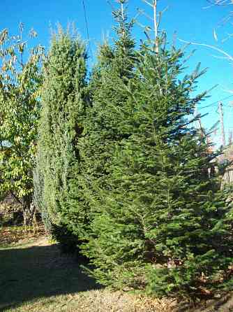 Продам Можевельник, Пихта, Лаванда, Туя, Кампсис или Текома Донецк