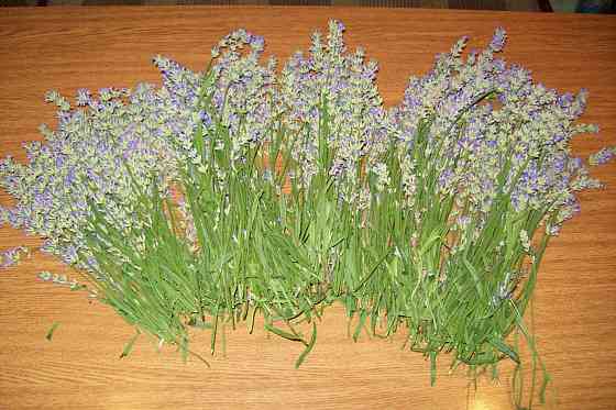 Продам Можевельник, Пихта, Лаванда, Туя, Кампсис или Текома Донецк