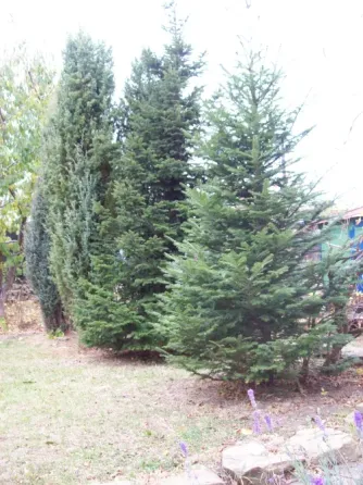 Продам Пихта, Можевельник, Лаванда, Кампсис Донецк