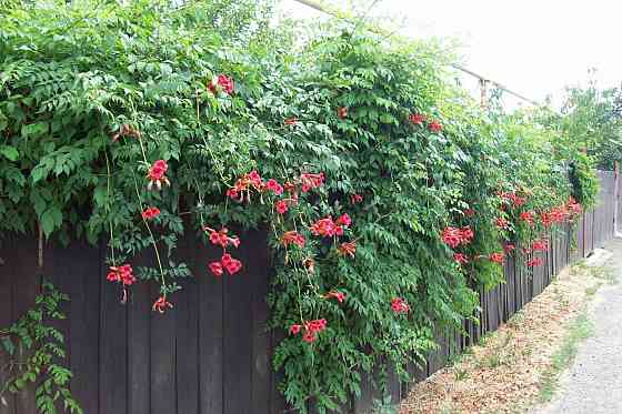 Продам Можевельник, Пихта, Лаванда, Туя, Кампсис или Текома Донецк