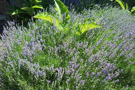 Продам Можевельник, Пихта, Лаванда, Туя, Кампсис или Текома Донецк