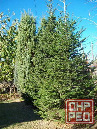 Продам Можевельник, Пихта, Лаванда, Туя, Кампсис или Текома Донецк - изображение 3