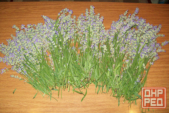 Продам Можевельник, Пихта, Лаванда, Туя, Кампсис или Текома Донецк - изображение 5