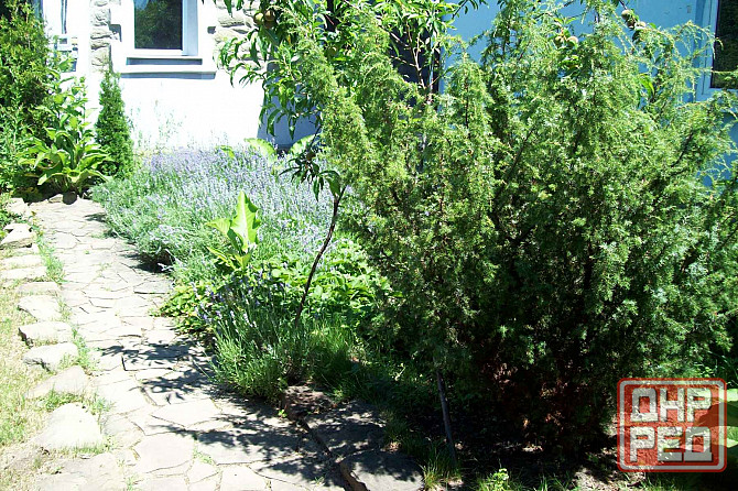 Продам Можевельник, Пихта, Лаванда, Туя, Кампсис или Текома Донецк - изображение 2