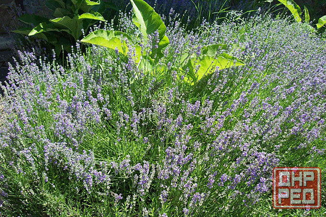 Продам Можевельник, Пихта, Лаванда, Туя, Кампсис или Текома Донецк - изображение 4