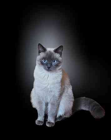 Вязка, ждем жениха Донецк