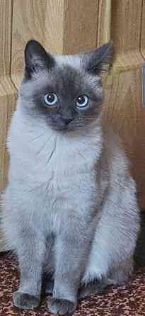 Вязка, ждем жениха Донецк