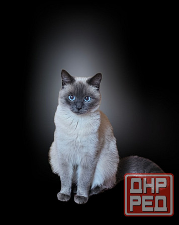 Вязка, ждем жениха Донецк - изображение 1