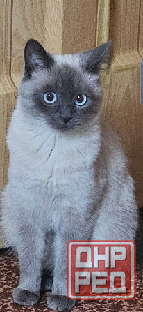 Вязка, ждем жениха Донецк - изображение 2