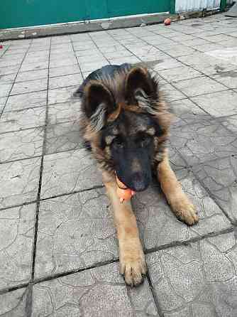 ! Украли собаку ! Донецк