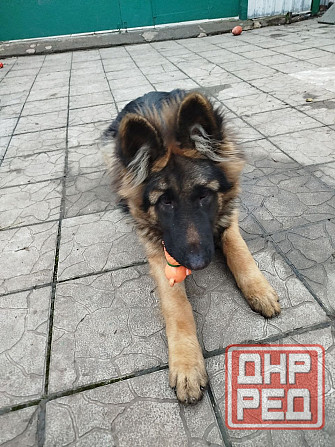 ! Украли собаку ! Донецк - изображение 1