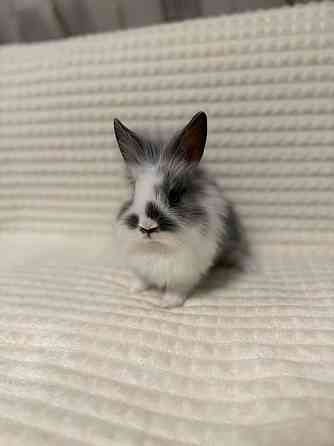 Продам декоративных кроликов Донецк