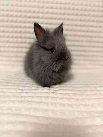 Продам декоративных кроликов Донецк