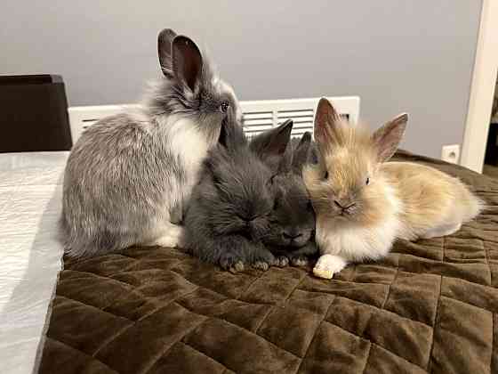 Продам декоративных кроликов Донецк