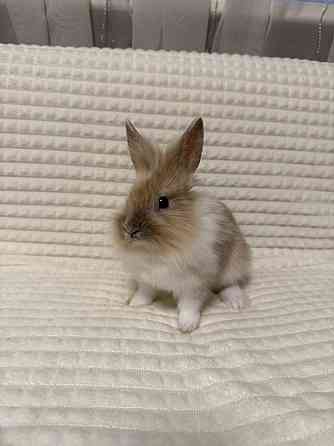 Продам декоративных кроликов Донецк