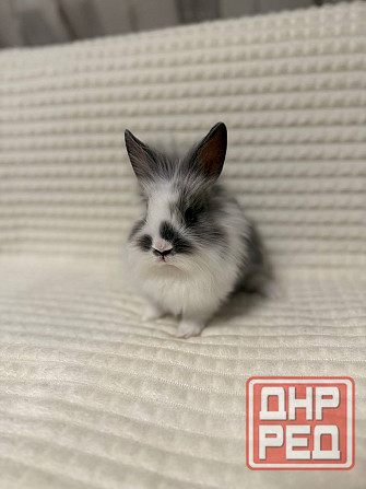 Продам декоративных кроликов Донецк - изображение 3