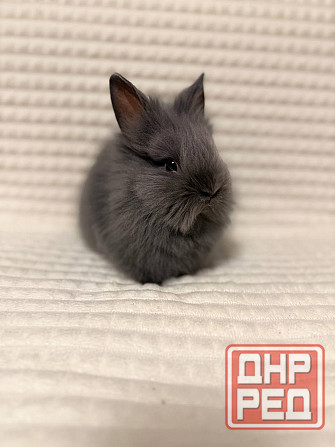 Продам декоративных кроликов Донецк - изображение 4