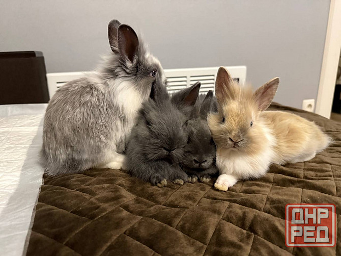 Продам декоративных кроликов Донецк - изображение 1