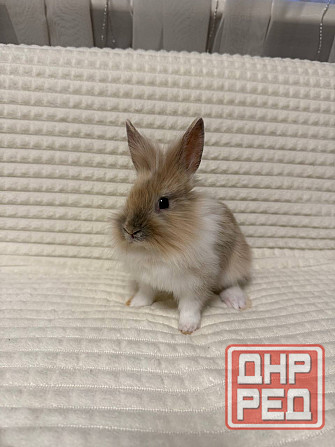 Продам декоративных кроликов Донецк - изображение 2