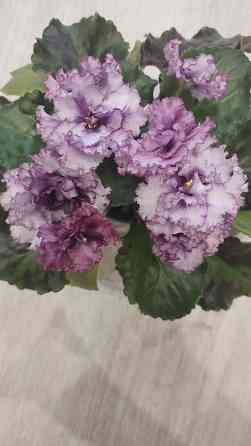 Цветущие сортовые фиалки Донецк