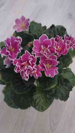 Цветущие сортовые фиалки Донецк