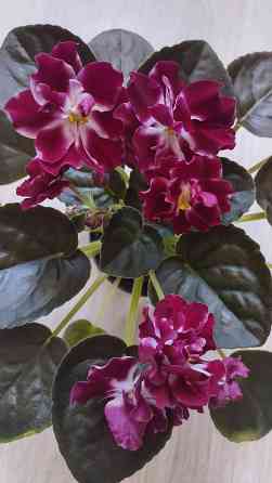 Цветущие сортовые фиалки Донецк