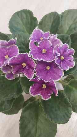 Цветущие сортовые фиалки Донецк