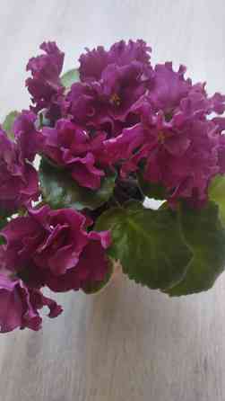 Цветущие сортовые фиалки Донецк