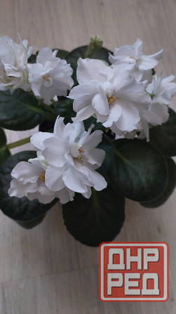 Цветущие сортовые фиалки Донецк - изображение 8