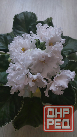 Цветущие сортовые фиалки Донецк - изображение 1