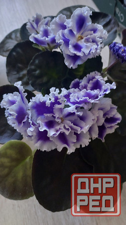 Цветущие сортовые фиалки Донецк - изображение 7