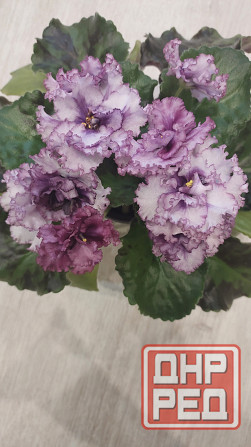 Цветущие сортовые фиалки Донецк - изображение 2