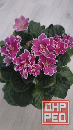 Цветущие сортовые фиалки Донецк - изображение 3