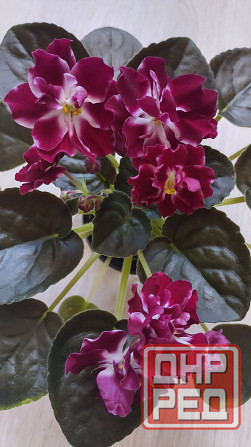 Цветущие сортовые фиалки Донецк - изображение 6