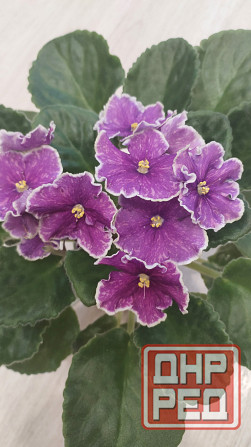 Цветущие сортовые фиалки Донецк - изображение 5