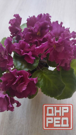 Цветущие сортовые фиалки Донецк - изображение 4