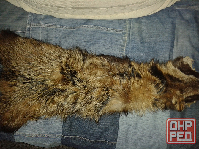 Отдам даром Донецк - изображение 1