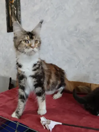 Породистая кошечка Донецк