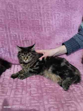 Породистая кошечка Донецк