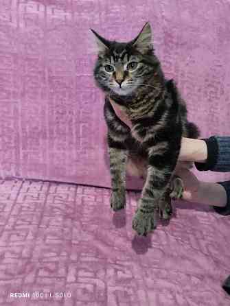 Породистая кошечка Донецк