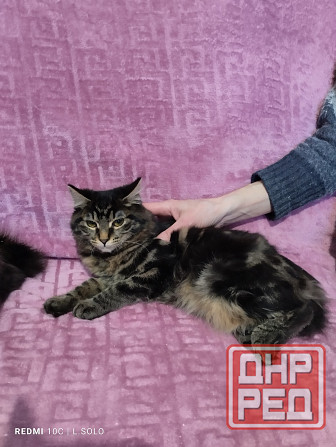 Породистая кошечка Донецк - изображение 2