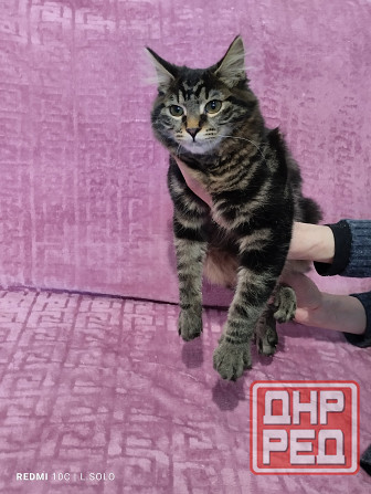 Породистая кошечка Донецк - изображение 1