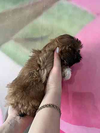 Ши-тцу Донецк