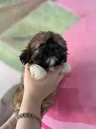 Ши-тцу Донецк